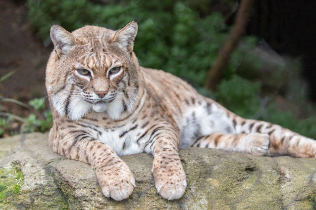 Un beau lynx roux tranquillement allongé sur un rocher