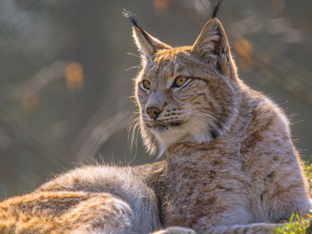 Un lynx allongé sur le sol