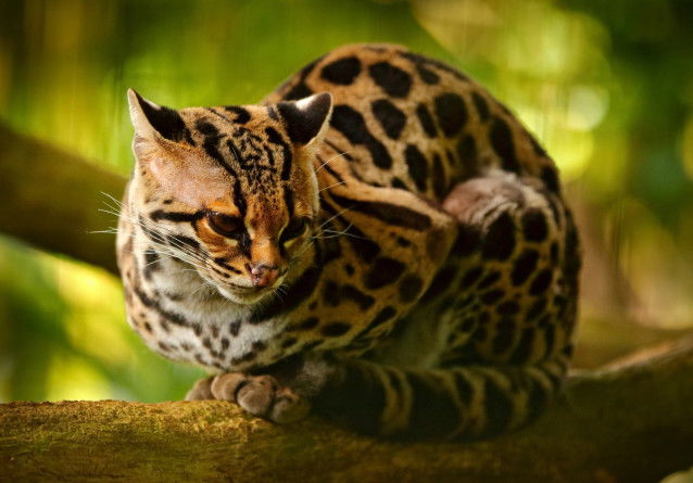 Un margay assis sur une branche d'arbre