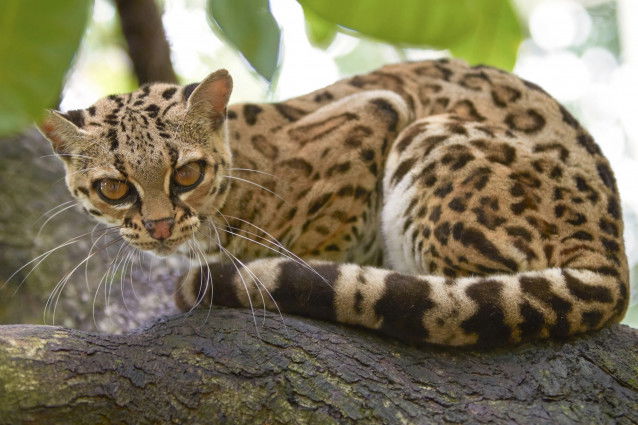 Un beau margay assis sur une branche