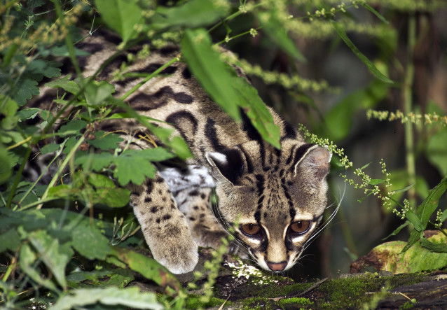 Un margay caché derrière des feuilles d'arbre