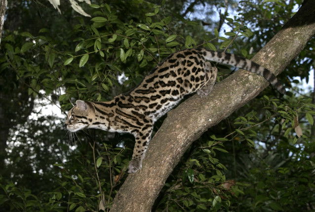 Un margay se prépare à bondir sur une branche
