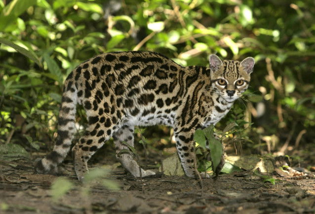 Un margay marche dans une forêt