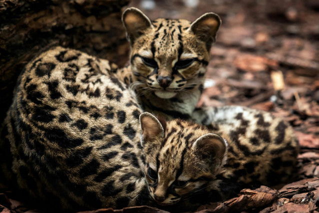 Une maman margay avec son petit allongé dans une forêt