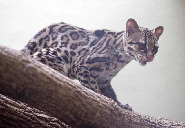 Un margay sur des branches d'arbre