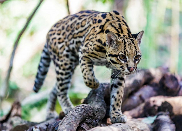 Un Ocelot marchant furtivement dans la forêt 
