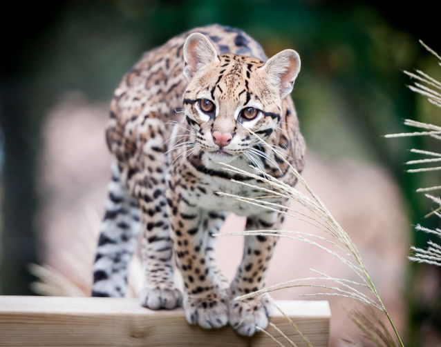Un Ocelot perché sur une barrière en bois