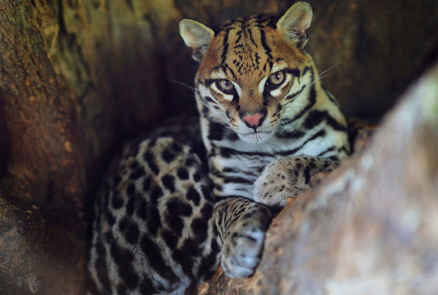 Un Ocelot perché sur un arbre