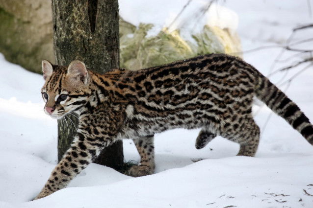 Un ocelot marche dans la neige