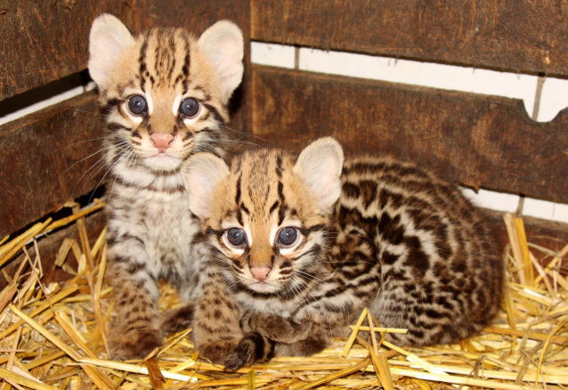 Deux bébés ocelots