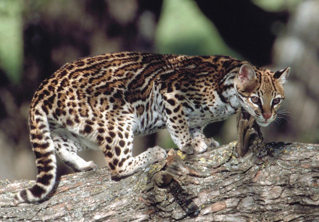 Un Ocelot marchant sur une branche