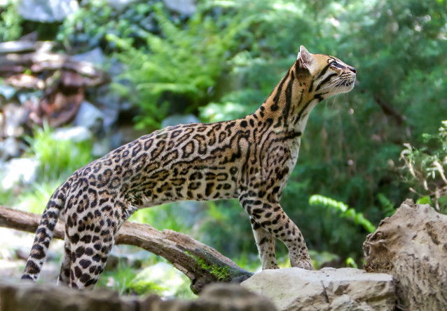 L'ocelot et son corps très affiné