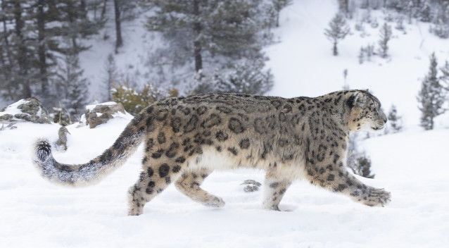 L'habitat de la panthère des neiges