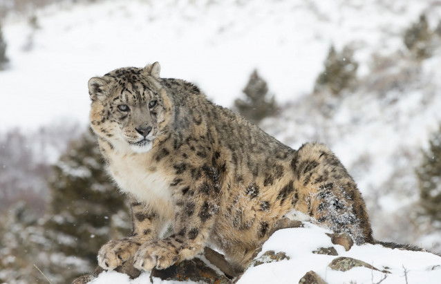 La panthère des neiges, une espèce menacée