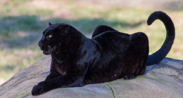 Une magnifique panthère noire allongée sur un rocher