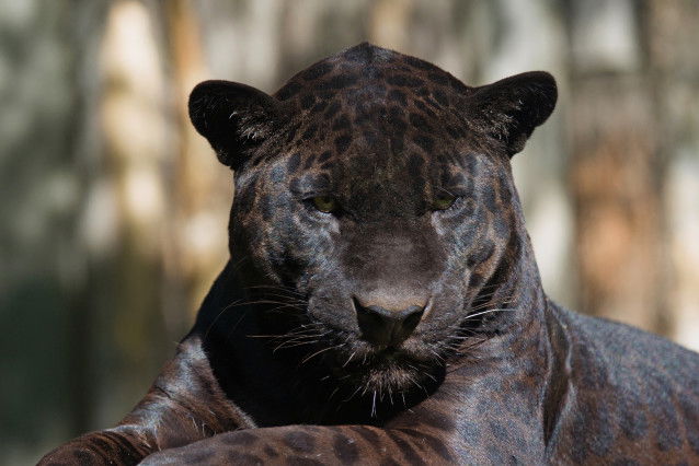 Vue de près de la tête d'une panthère noire
