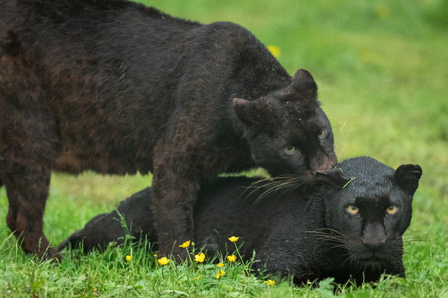 Deux panthères noires allongées dans l'herbe