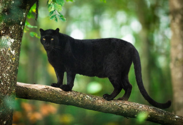 Une panthère noire perchée sur une branche dans une forêt