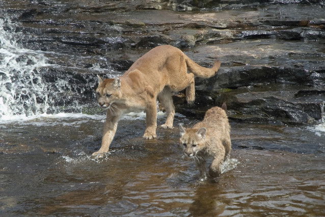 Un puma femelle et son petit traversent une rivière