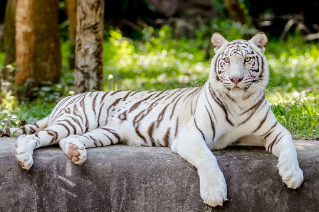 Un tigre blanc couché dans un parc