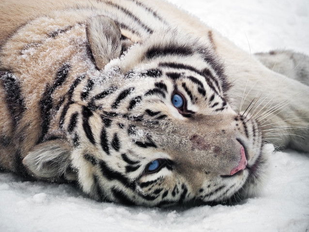 Un beau tigre blanc aux yeux bleus allongé dans la neige