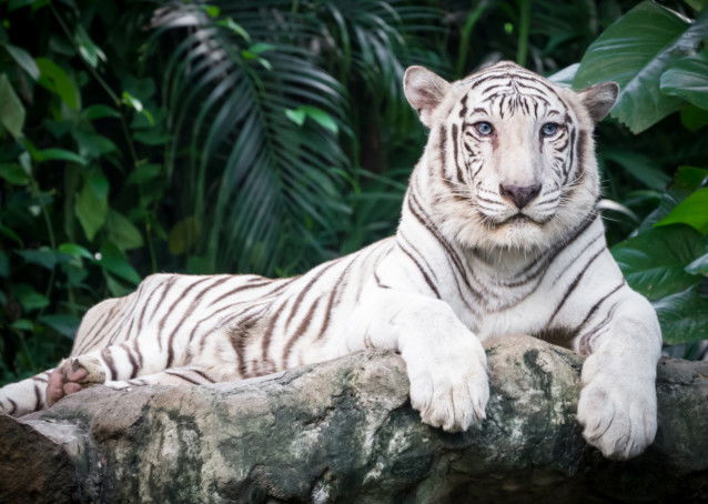 Un tigre blanc est allongé sur un rocher dans une jungle