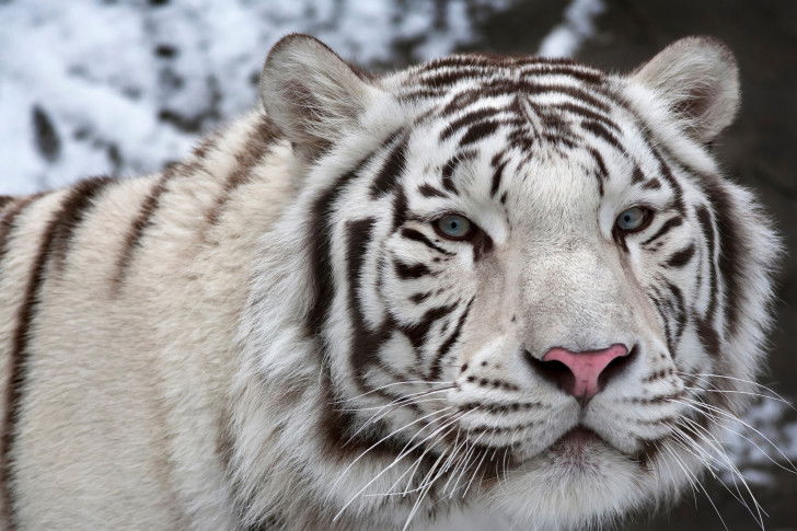 Vue proche d'un beau tigre blanc