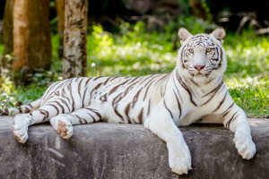 Le tigre blanc morphologie habitat reproduction