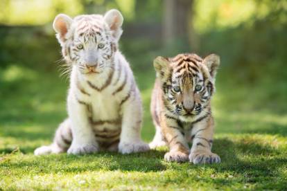 accouplement du tigre blanc et du tigre orange