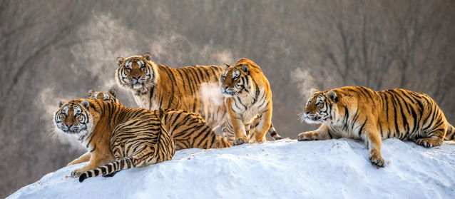 Un groupe de cinq tigres dans la neige