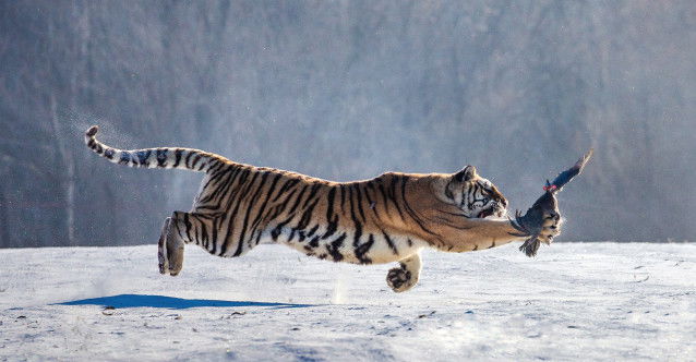 Un tigre de Sibérie en pleine chasse attrape un oiseau au vol