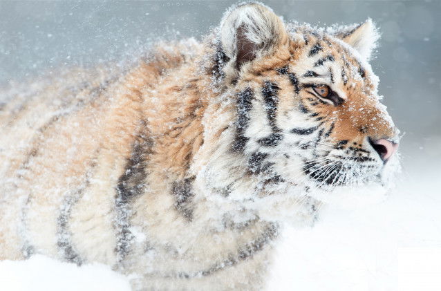 Vue proche d'un tigre de Sibérie en pelage d'hiver et couvert de neige