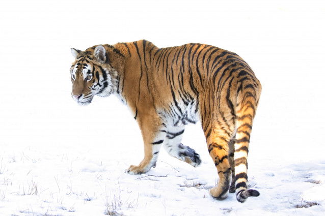 Un tigre de Sibérie dans la neige
