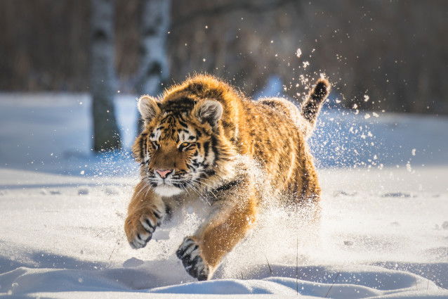 Un jeune tigre de Sibérie courant dans la neige