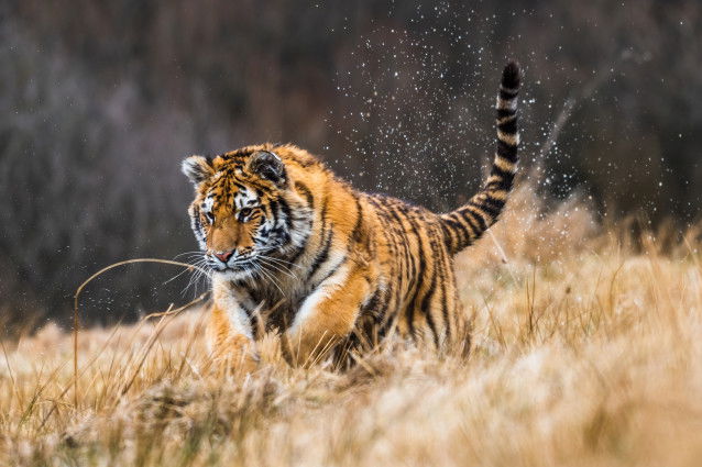 Un tigre de Sibérie court dans des herbes jaunes