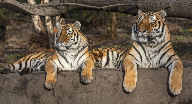 Deux tigres de Sibérie en captivité dans un zoo