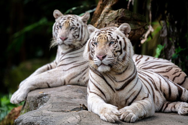 Deux tigres blancs se reposent allongés sur un rocher