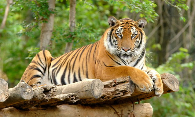 Un tigre du Bengale allongé sur des branches d'arbres