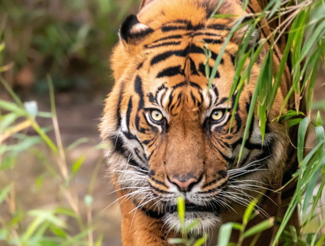 Un tigre du Bengale chasse à l'affût