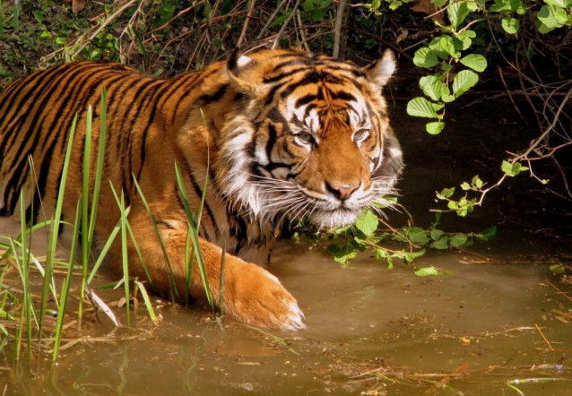 Un tigre du Bengale se baigne dans un marais