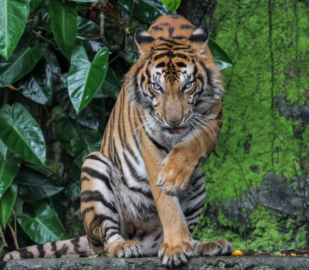 Un tigre du Bengale fait sa toilette
