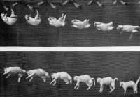 La chronophotographie du retournement d'un chat par Étienne-Jules Marey dans « Chat en chute libre »