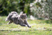 Un chat courant vite dans l'herbe