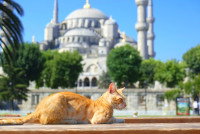 Un chat orange allongé devant une mosquée