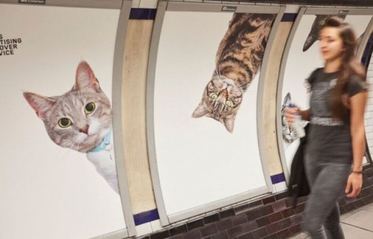 Les publicités de chats dans le métro de Londres réalisées par le collectif Glimpse