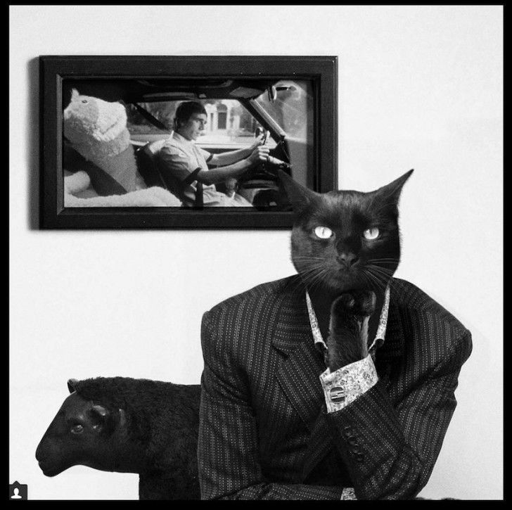 Une des photos de la série de montages de l'agence We Are Social mettant en scène un chat en costume