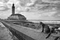 Photo en noir et blanc d'un chat devant la Mosquée Hassan II à Casablanca (Maroc)