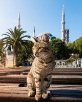 Un chat sur une esplanade devant une mosquée