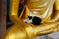 Un chat qui dort au creux des mains d'un Bouddha doré