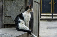 Un chat assis devant un mur comportant une étoile de David